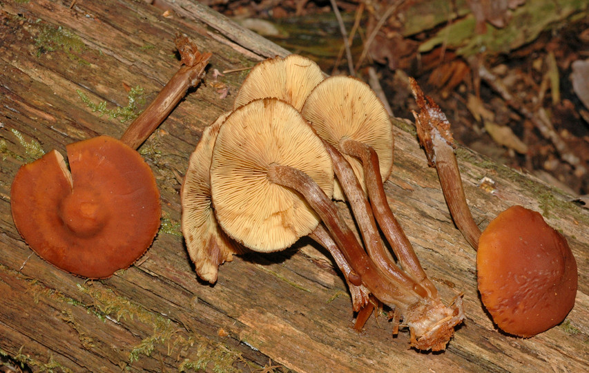 Gymnopilus picreus