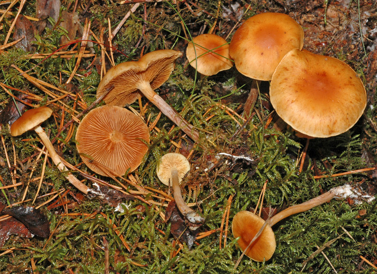 Gymnopilus penetrans