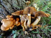 Gymnopilus junonius