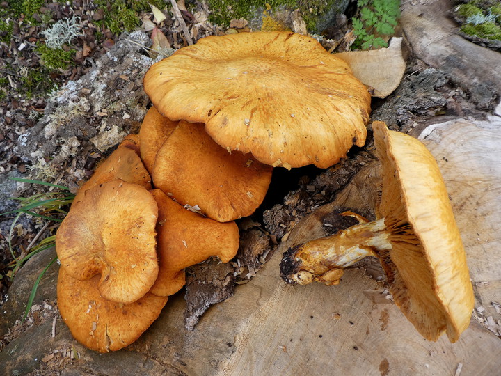 Gymnopilus junonius