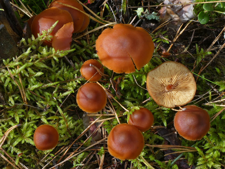 Gymnopilus picreus