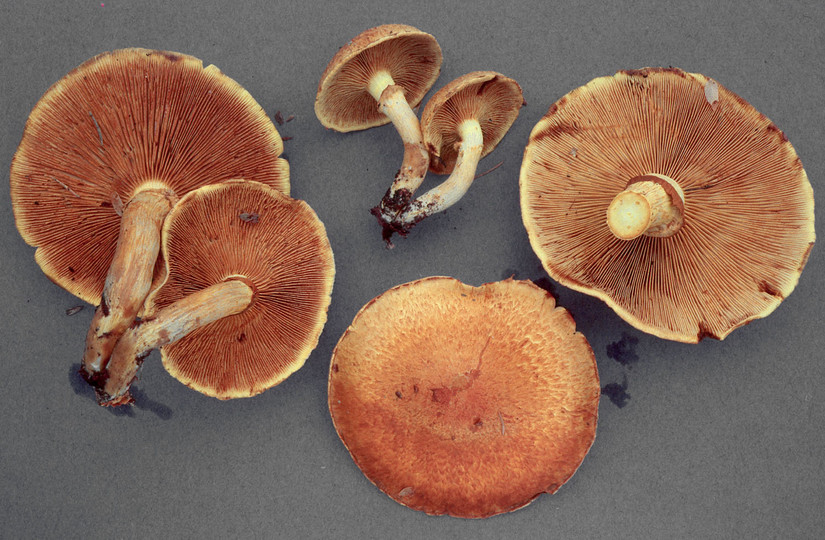 Gymnopilus junonius