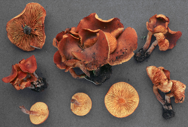 Gymnopilus odini