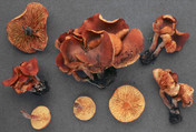 Gymnopilus odini