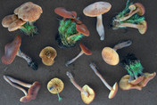 Gymnopilus odini