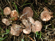 Gymnopus impudicus