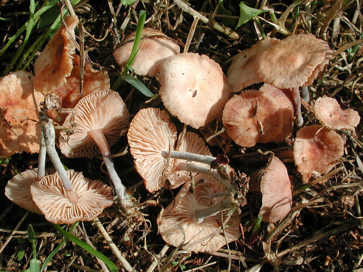 Gymnopus impudicus