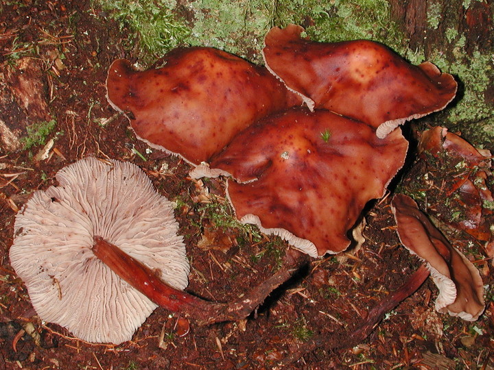 Gymnopus fusipes