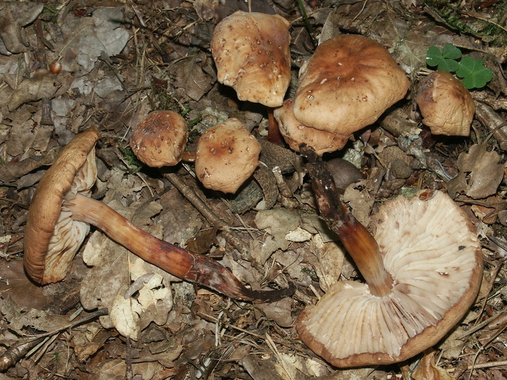 Gymnopus fusipes