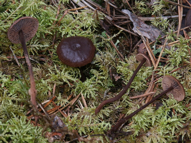 Gymnopus fuscopurpureus