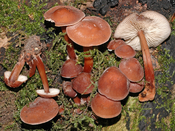 Gymnopus erythropus