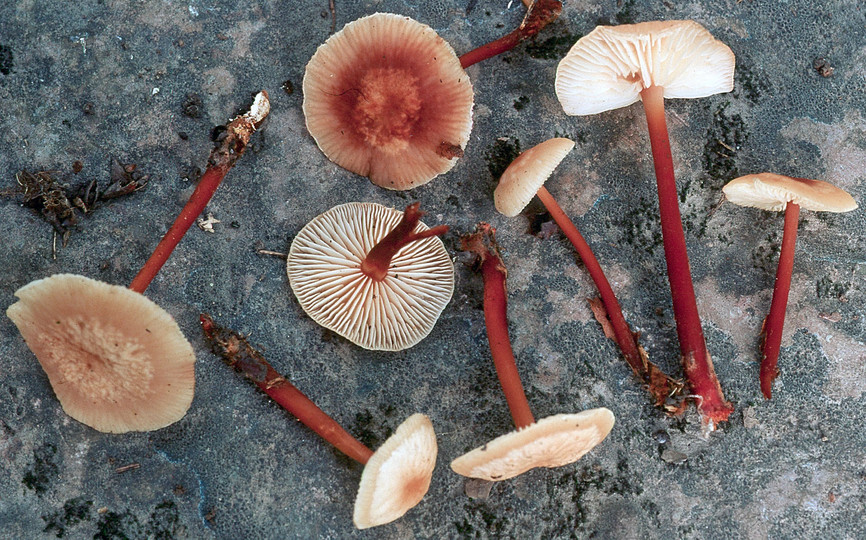 Gymnopus erythropus