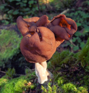 Gyromitra infula