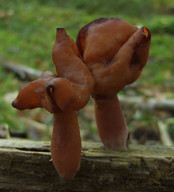 Gyromitra infula