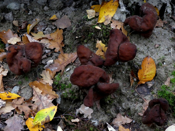 Gyromitra infula