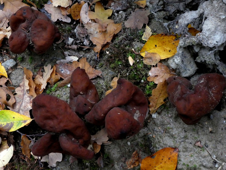 Gyromitra infula