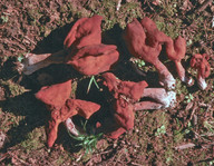 Gyromitra infula