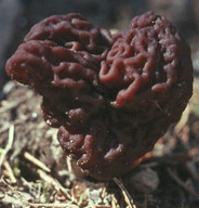 Gyromitra esculenta