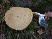 Gyroporus cyanescens