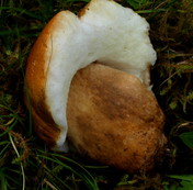 Gyroporus castaneus