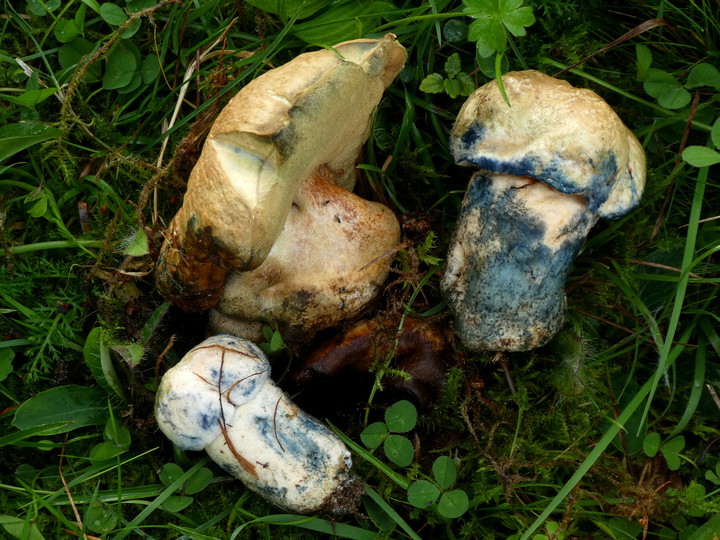 Gyroporus cyanescens