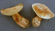 Gyroporus castaneus