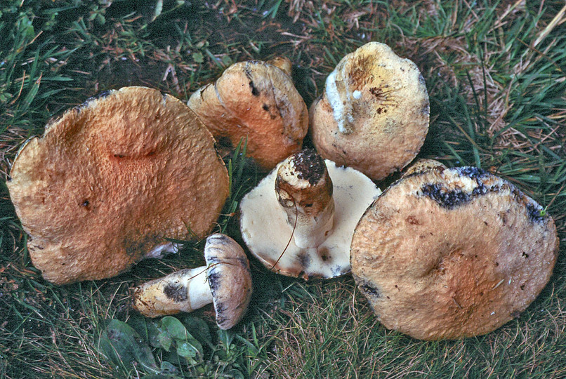 Gyroporus cyanescens