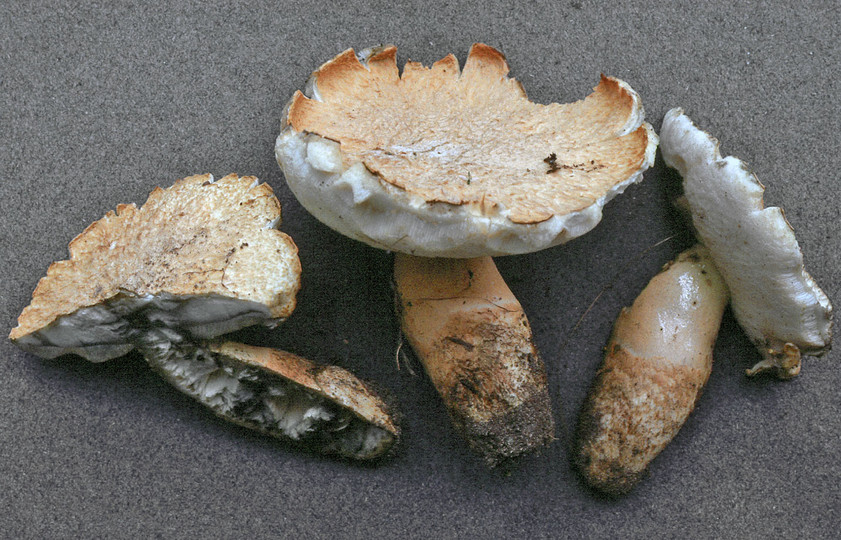 Gyroporus cyanescens