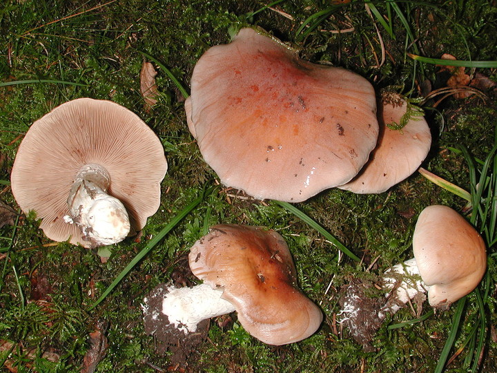 Hebeloma sinapizans