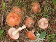 Hebeloma theobrominum