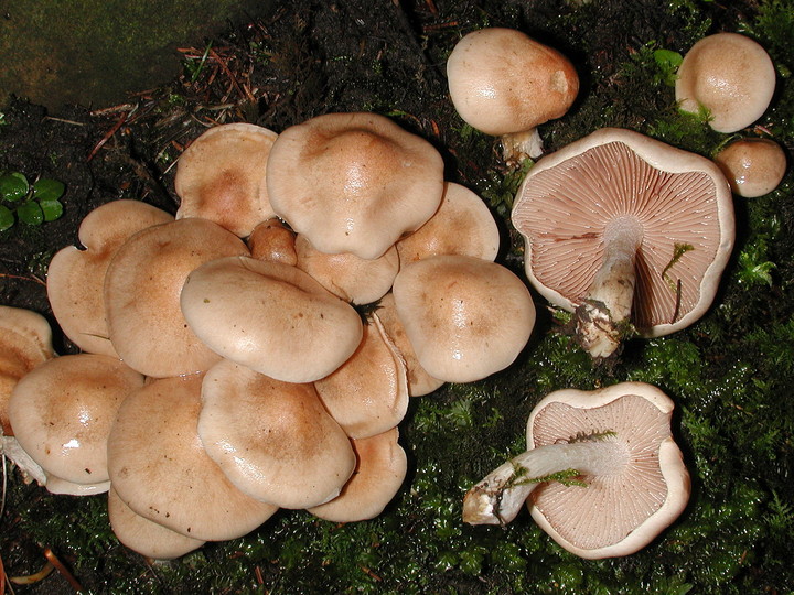 Hebeloma crustuliniforme