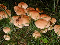 Hebeloma sinapizans