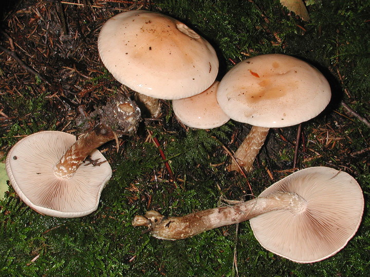 Hebeloma edurum