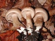 Hebeloma edurum