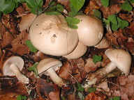 Hebeloma edurum