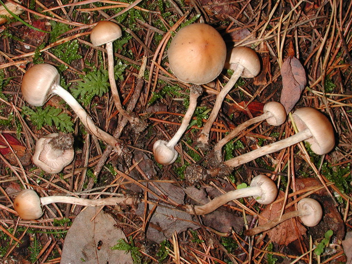 Hebeloma mesophaeum