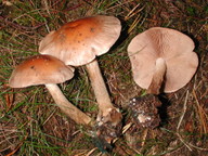 Hebeloma edurum