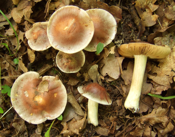 Hebeloma theobrominum