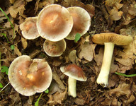 Hebeloma theobrominum