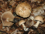 Hebeloma edurum