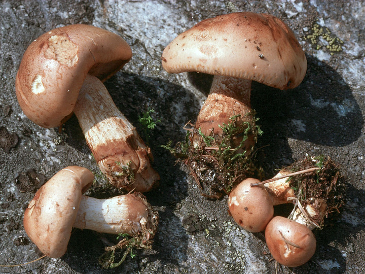 Hebeloma edurum