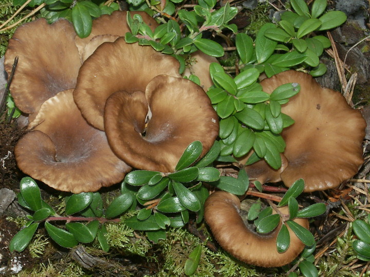 Hohenbuehelia petalodes