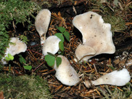 Hohenbuehelia auriscalpium
