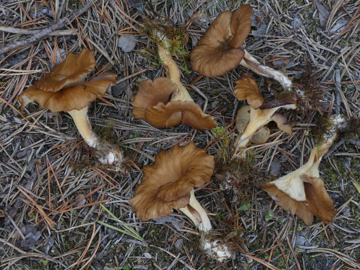 Hohenbuehelia petalodes