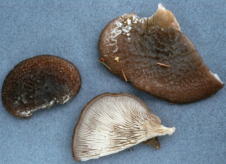 Hohenbuehelia atrocoerulea