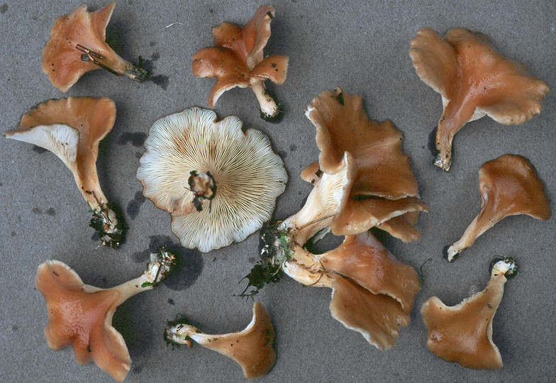 Hohenbuehelia petalodes