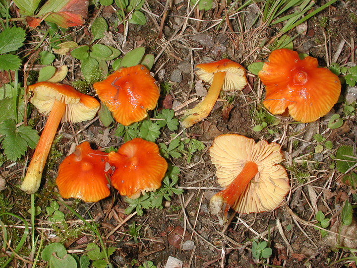 Hygrocybe persistens