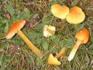 Hygrocybe persistens