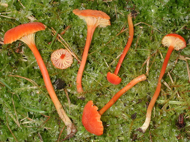 Hygrocybe lepida