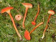 Hygrocybe lepida